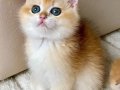 Safkan British Shorthair Golden ny12 Erkek Yavru