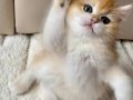 Safkan British Shorthair Golden ny12 Erkek Yavru