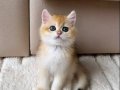 Safkan British Shorthair Golden ny12 Erkek Yavru