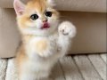 Safkan British Shorthair Golden ny12 Erkek Yavru