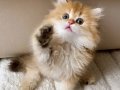 Safkan British Longhair Golden  by11 Erkek Yavru