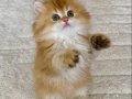 Safkan British Longhair Golden by11 Erkek Yavru