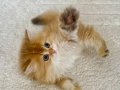 Safkan British Longhair Golden by11 Erkek Yavru