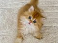 Safkan British Longhair Golden by11 Erkek Yavru