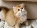Safkan British Longhair Golden by11 Erkek Yavru