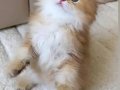 Safkan British Longhair Golden by11 Erkek Yavru