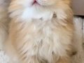 Safkan British Longhair Golden by11 Erkek Yavru