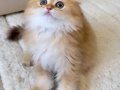 Safkan British Longhair Golden by11 Erkek Yavru