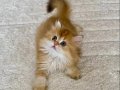 Safkan British Longhair Golden by11 Erkek Yavru