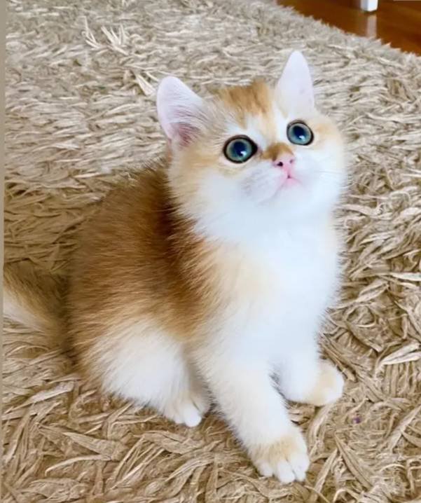 Safkan British Shorthair Golden ny12 erkek yavru