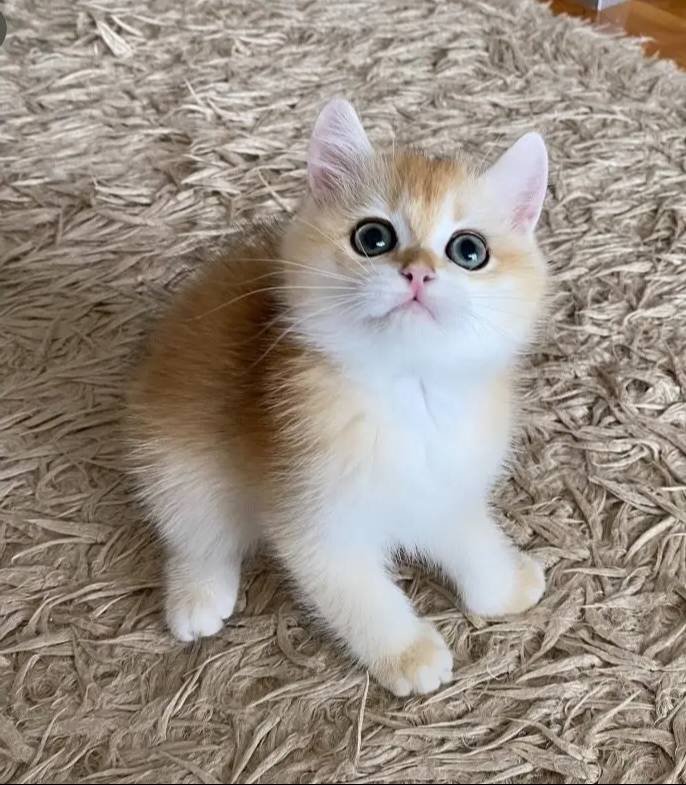 Safkan British Shorthair Golden ny12 erkek yavru