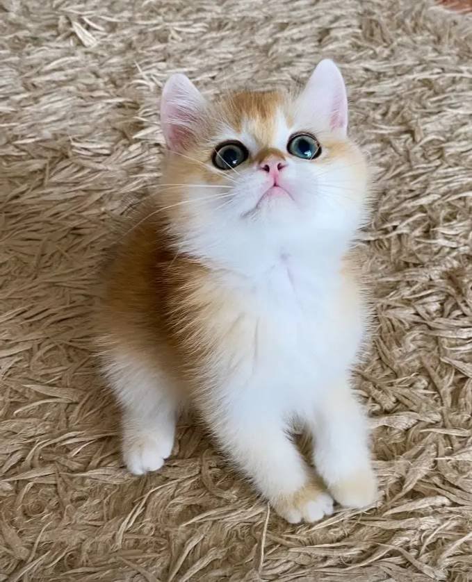 Safkan British Shorthair Golden ny12 erkek yavru
