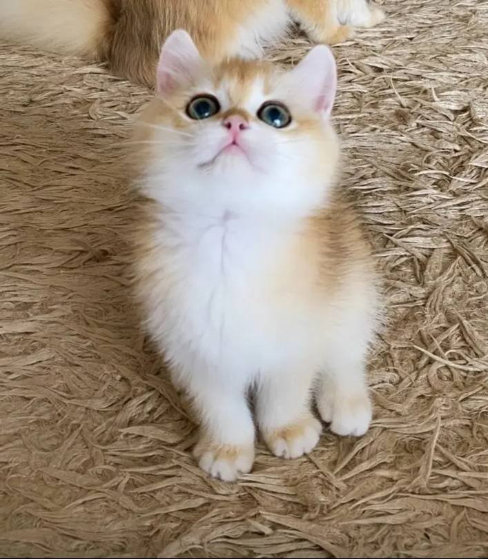 Safkan British Shorthair Golden ny12 erkek yavru