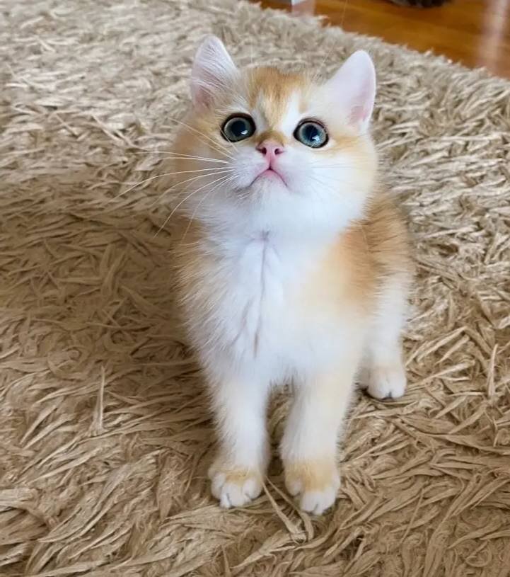 Safkan British Shorthair Golden ny12 erkek yavru