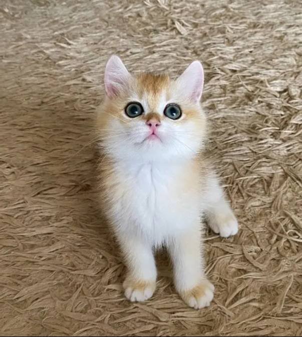 Safkan British Shorthair Golden ny12 erkek yavru
