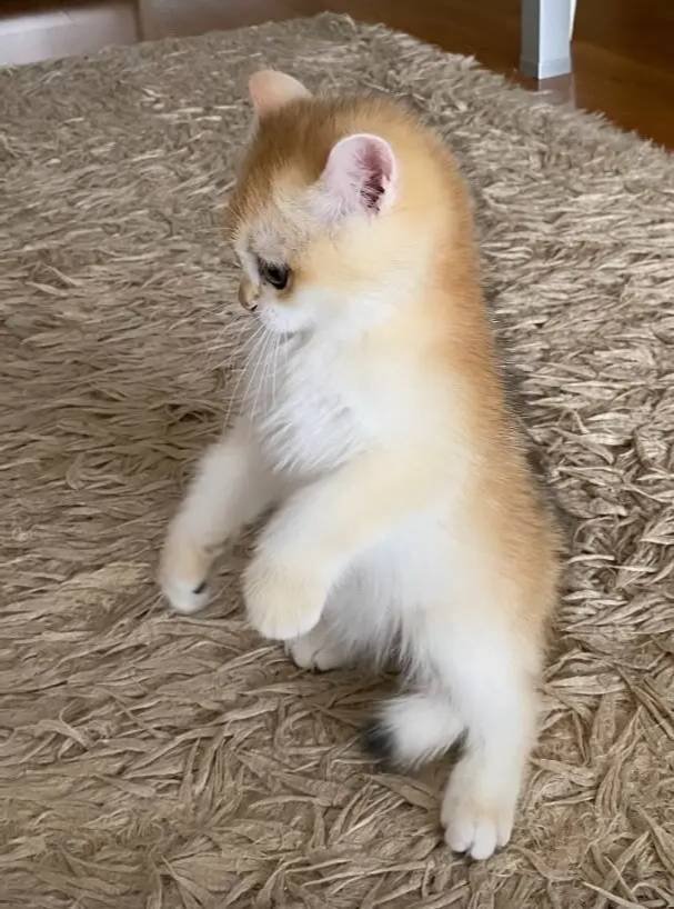 Safkan British Shorthair Golden ny12 erkek yavru