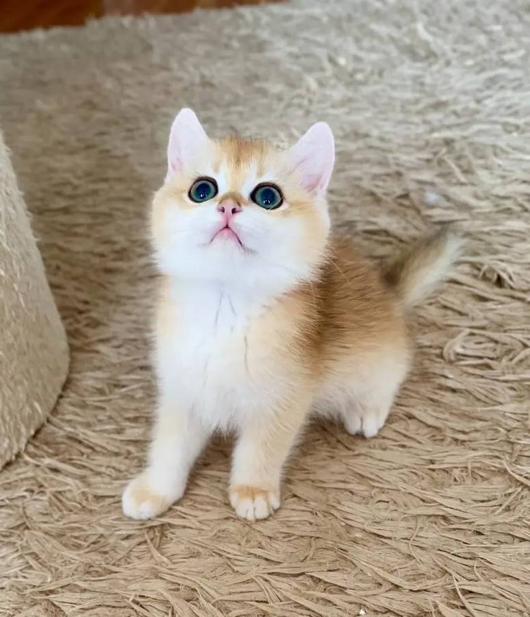 Safkan British Shorthair Golden ny12 erkek yavru