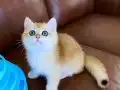 Şecereli British Shorthair Golden erkek yavru