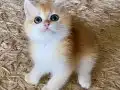 Şecereli British Shorthair Golden erkek yavru