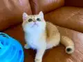 Şecereli British Shorthair Golden erkek yavru