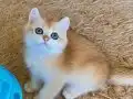 Şecereli British Shorthair Golden erkek yavru