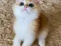 Şecereli British Shorthair Golden erkek yavru