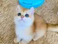 Şecereli British Shorthair Golden erkek yavru