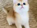 Şecereli British Shorthair Golden erkek yavru