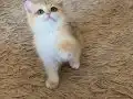 Şecereli British Shorthair Golden erkek yavru