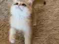 Şecereli British Shorthair Golden erkek yavru