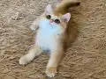 Şecereli British Shorthair Golden erkek yavru