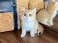 Safkan British Shorthair Golden erkek yavru