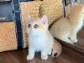 Safkan British Shorthair Golden erkek yavru