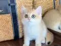 Safkan British Shorthair Golden erkek yavru