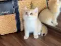 Safkan British Shorthair Golden erkek yavru