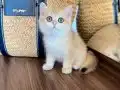 Safkan British Shorthair Golden erkek yavru