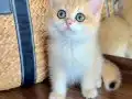 Safkan British Shorthair Golden erkek yavru