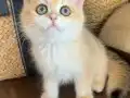 Safkan British Shorthair Golden erkek yavru
