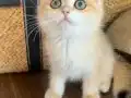 Safkan British Shorthair Golden erkek yavru