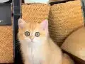 Safkan British Shorthair Golden erkek yavru
