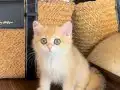 Safkan British Shorthair Golden erkek yavru