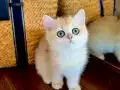Safkan British Shorthair Golden ny12 dişi yavru