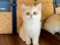 Safkan British Shorthair Golden ny12 dişi yavru