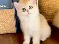 Safkan British Shorthair Golden ny12 dişi yavru