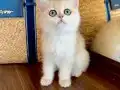 Safkan British Shorthair Golden ny12 dişi yavru