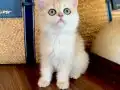 Safkan British Shorthair Golden ny12 dişi yavru