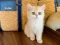 Safkan British Shorthair Golden ny12 dişi yavru