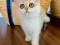 Safkan British Shorthair Golden ny12 dişi yavru