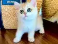 Safkan British Shorthair Golden ny12 dişi yavru