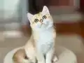 Safkan British Shorthair Golden erkek yavru